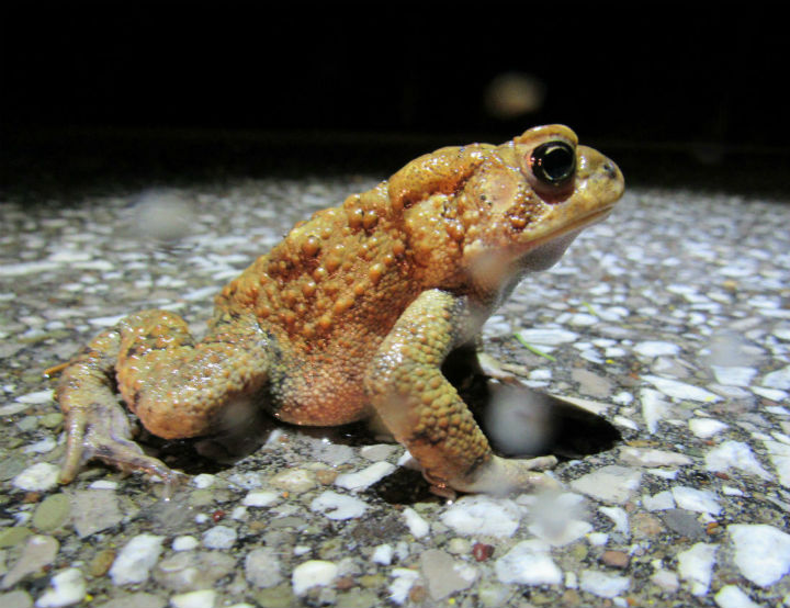 American Toad